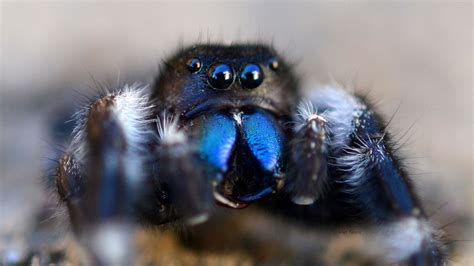 a blue jumping spider with it's mouth open and eyes wide open on the ground