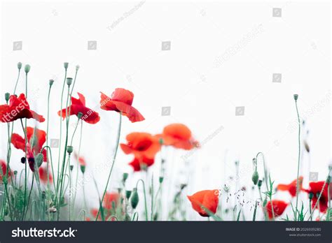 20,297 Poppy Borders Images, Stock Photos & Vectors | Shutterstock