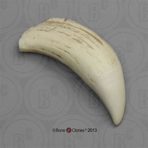 Modern Sperm Whale Tooth (Replica) - Bone Clones - Osteological ...