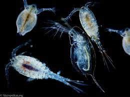 What is a Zooplankton Animal? Examples and Types - Jotscroll