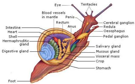 Phylum: Mollusca, its classification and characteristics - Overall Science