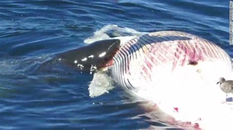 Great white sharks munch on whale - CNN Video