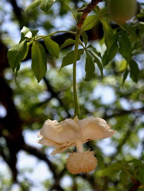 Adansonia Digitata baobab flower Baobab/Monkey-bread Tree Kremetartboom ...