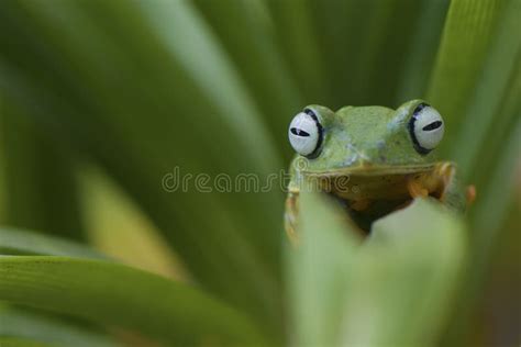 Camouflage stock image. Image of small, wood, amphibian - 125098153