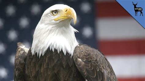 American Bald Eagle Image Conscious