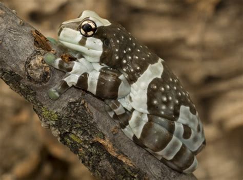 Amazon Milk Frog Facts and Pictures