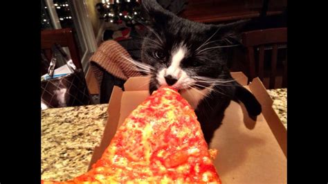 CAT EATS PIZZA! - YouTube