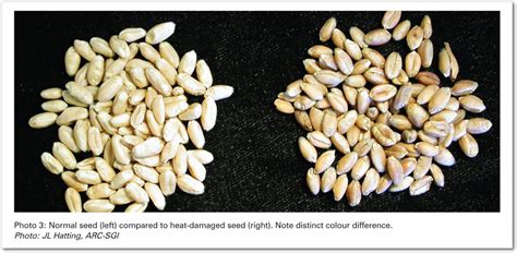 Factors affecting wheat seed germination