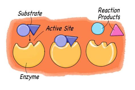 😊 Enzyme concentration lab report. Enzyme Lab Report. 2019-02-08