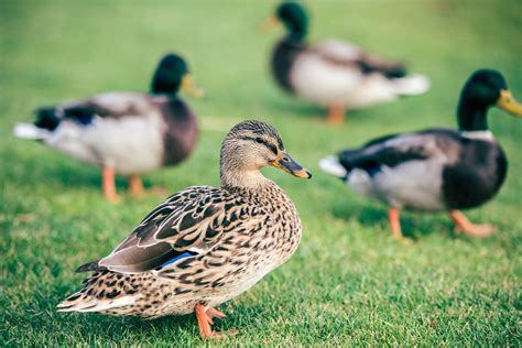 Best Ducks To Have As Pets - Pets Retro