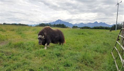 Glacier Walk and The Musk Ox Farm-Palmer-Alaska - Obligatory Traveler