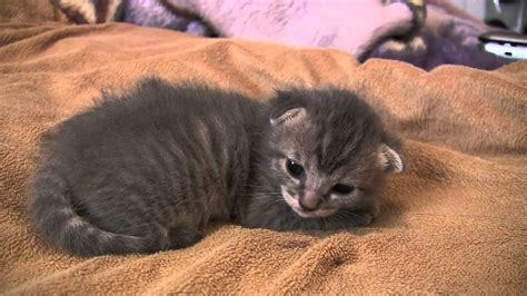 Adorable Baby Kitten, Day 13. Cutest Video Ever! - YouTube