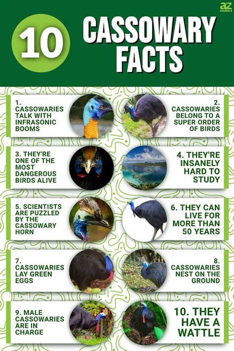 10 Incredible Cassowary Facts - A-Z Animals