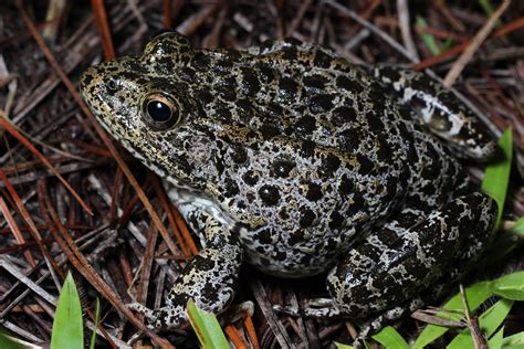 Rediscovering the 'snoring’ dusky gopher frog and restoring longleaf ...