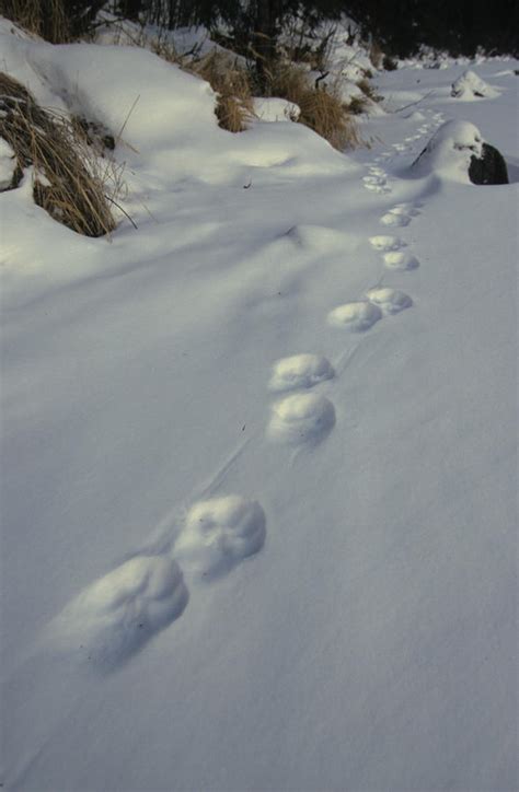 Lynx Tracks In Snow by Michael S. Quinton