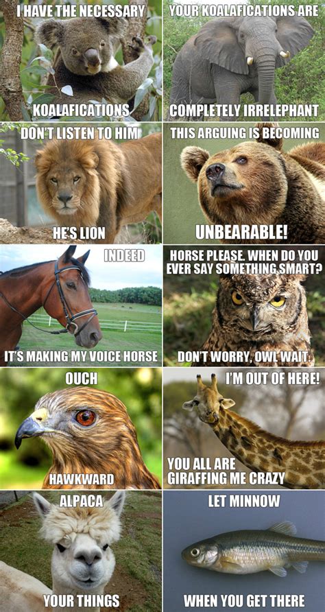 Funny animals meme