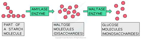 Function of Digestive Enzymes - IGCSE Biology Revision Notes