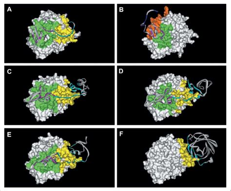 Interactions between thrombin and its inhibitors. The interface ...