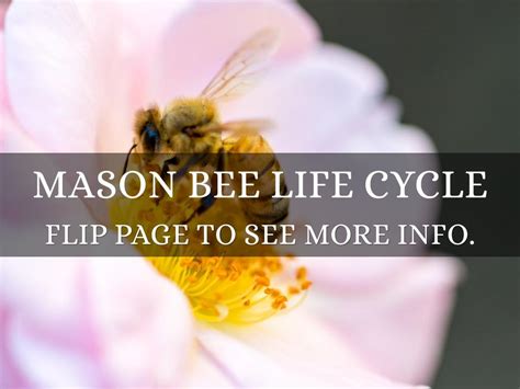 Mason Bee Life Cycle by Jerry Li