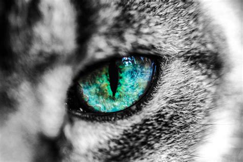 Cat Eye Reflection by Kitteh-Pawz on DeviantArt