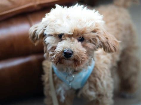 15 Things You Should Know Before Getting A Pomapoo (A Pomeranian Poodle ...