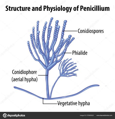 Structure Physiology Penicillium Mold Illustration vetor(es) de stock ...