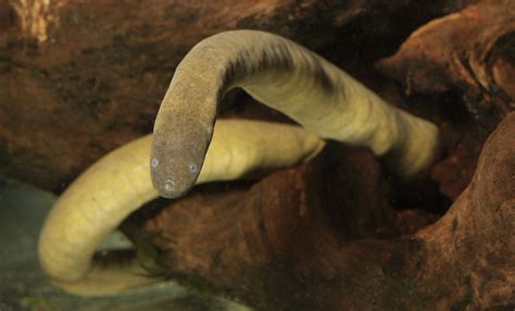 Aquatic caecilian | Smithsonian's National Zoo and Conservation Biology ...