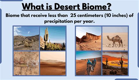 Desert Biome-Characteristics, Types, Location, Climate, and Examples