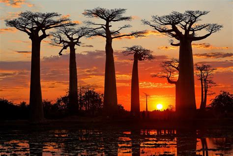 Allée des baobabs à Morondava (Madagascar) | Madagascar paysages ...