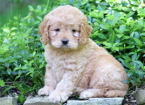 Cockapoo Puppies for Sale - Keystone Puppies