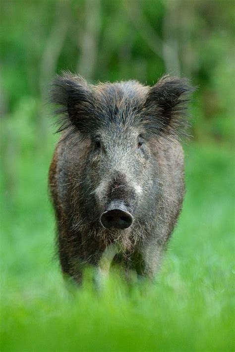 Wild boar by Erik Mandre | 500px | Wild boar, Animals wild, Pet birds