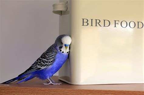 Budgies diet and everything you need to know | ThePerruches.com