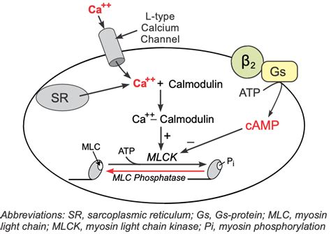 CV Pharmacology | Beta-Adrenoceptor Antagonists (Beta-Blockers)