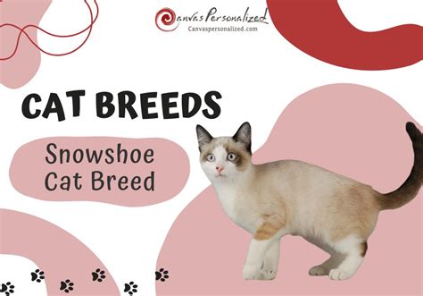 Snowshoe Cat Breed: A Perfect Blend Of Beauty And Playfulness