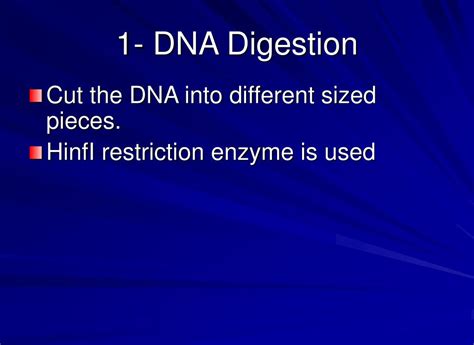 [DIAGRAM] Diagram Dna Digestion - MYDIAGRAM.ONLINE