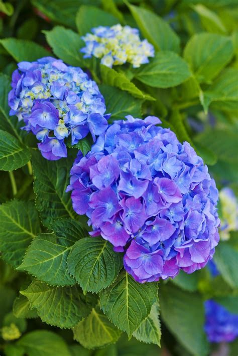 Full Shade Plants Hydrangea - Okejely Garden Plant