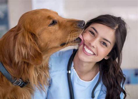 Dog Licking Man Animal – Telegraph