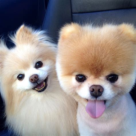 Cute Pomeranian Pictures | POPSUGAR Pets