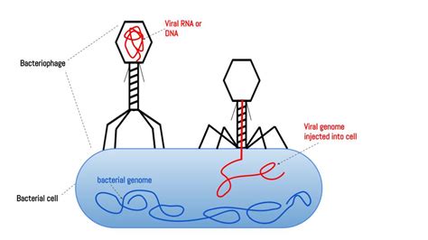 Phage therapy | Summary