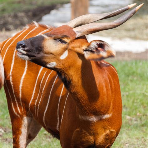 sitatunga or marshbuck (Tragelaphus spekii) | African antelope, Animals ...