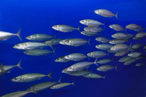 Pacific Sardine Facts & Information Guide - American Oceans