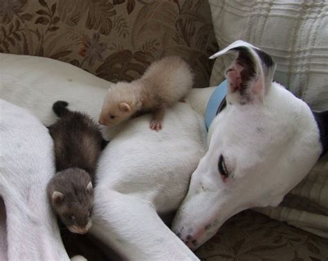 "ferret Love" by leunig | Redbubble