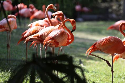 Florida's Long-Lost Wild Flamingos Were Hiding In Plain Sight | NCPR News