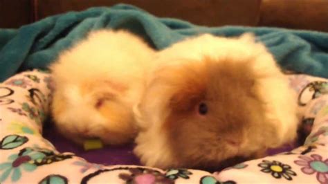 Texel guinea pigs! Breed information and care tips! - YouTube