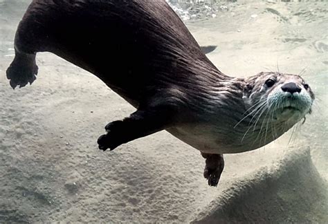 Swimming Otter Underwater