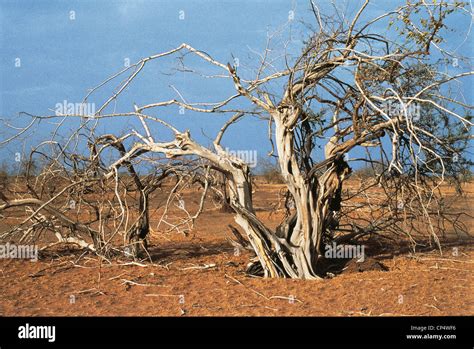 AFRICA SAHEL effects of drought ' Stock Photo - Alamy