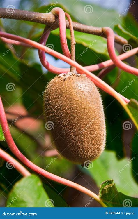 Kiwi on a tree stock photo. Image of growing, agriculture - 920244