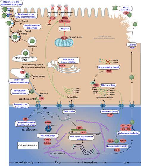 Mastadenovirus replication cycle ~ ViralZone