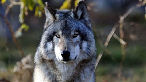 Gray Wolf Wallpapers - Wallpaper Cave