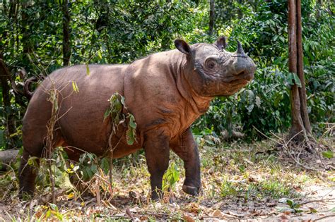 The Community Saving The Sumatran Rhino | News | Save the Rhino